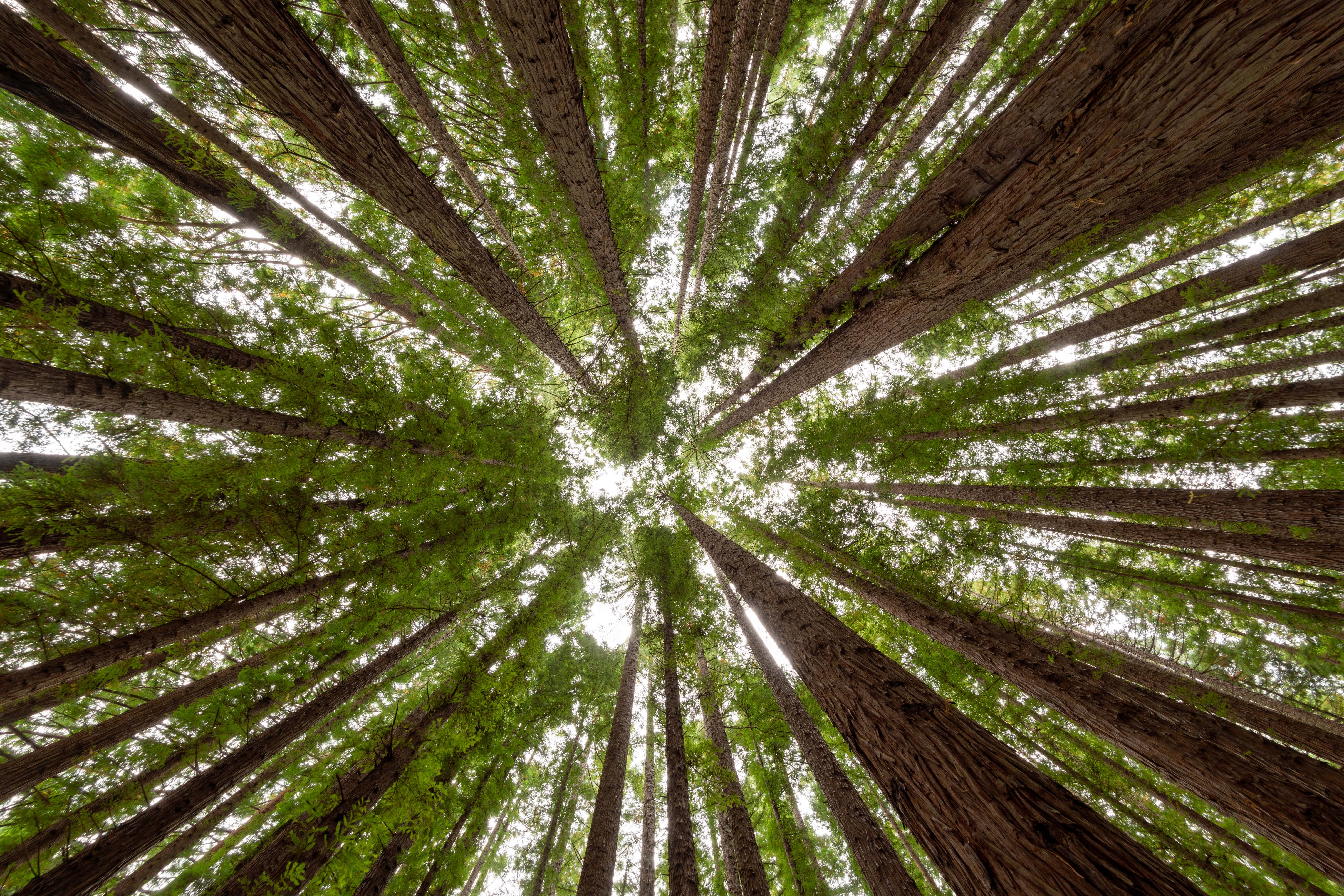 Eucalipto tratado: madeira renovável, ecológica e versátil